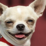 Koliko je visok najniži pas na svetu? 5