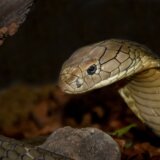 Jedna veličine odrasle žirafe: Pronađeno 27 mrtvih zmija pored puta u Velsu 2