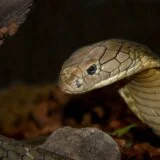 Prinudno sletanje zbog kobre u avionu 9