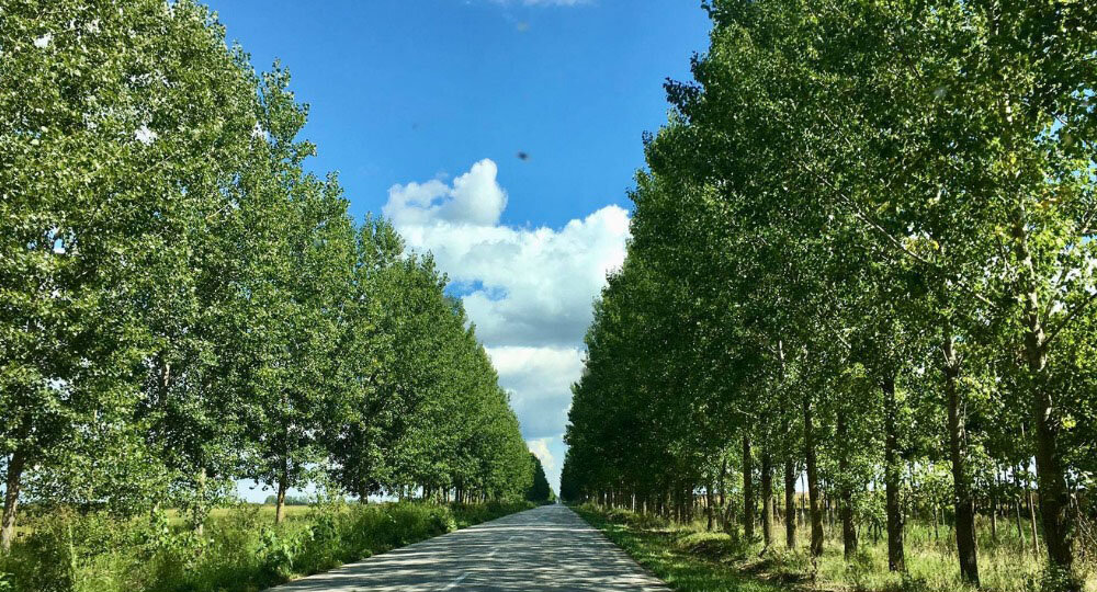 Plodna crnica odlazi uz vetar: Opštine ne ulažu dovoljno u vetrozaštitne pojaseve 1