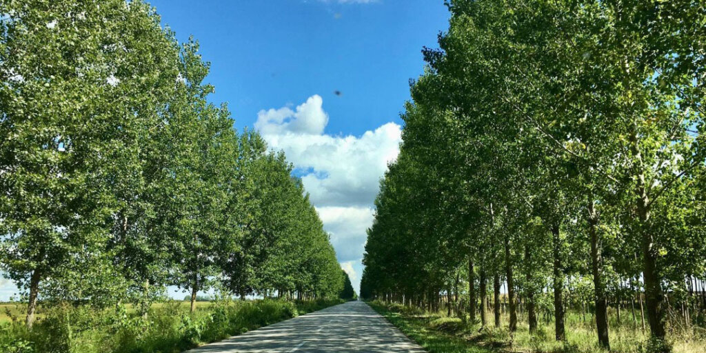 Posečen jedan od najlepših drvoreda u Vojvodini: Jedini preostali na putu od Novog Sada do Sombora 2