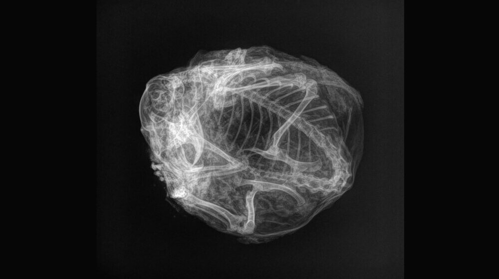 Rendgen rešio misteriju mumificiranog stvorenja starog 30.000 godina 1