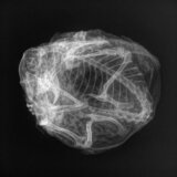 Rendgen rešio misteriju mumificiranog stvorenja starog 30.000 godina 2