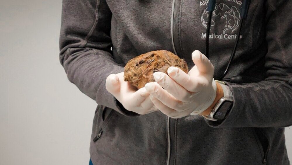 Rendgen rešio misteriju mumificiranog stvorenja starog 30.000 godina 2