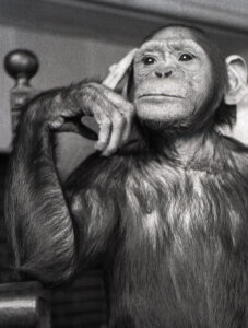 Izložba posvećena prvoj ženi čije su teme fotografija bile životinje 2 Izložba posvećena prvoj ženi čije su teme fotografija bile životinje 2