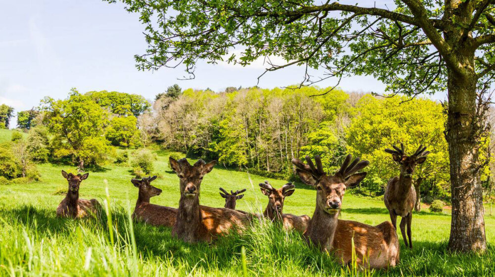 Zaštitnik građana: Zdrava životna sredina je pravo svih građana 1