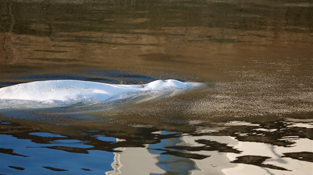 Beluga kit Hvaldimir koji je osumnjičen da je ruski špijun, primećen ponovo na zapadnoj obali Švedske 1