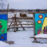 Životinje i istorija: Povratak jedine autohtone kanadske rase konja 7