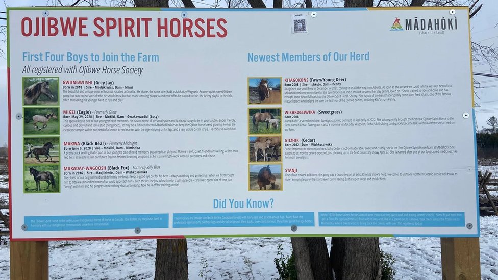 Konji su uključeni u programe kulturne razmene i obrazovanja na farmi