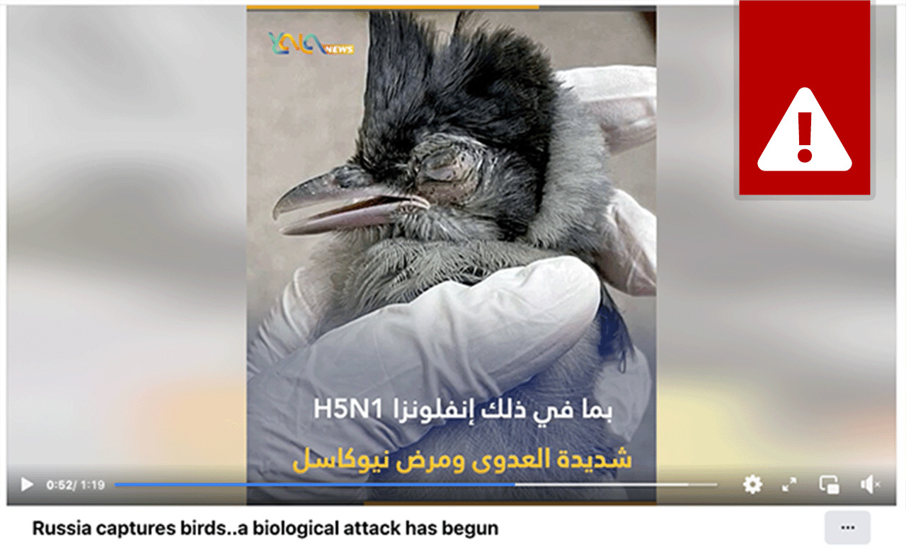 Rusija i Ukrajina: Britanska kompanija širi lažne vesti Kramlja milionima na arapskom 2 Screenshot of a false story about birds as bioweapons