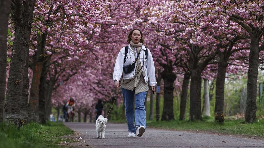devojka šeta psa u parku