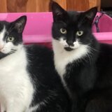 Životinje: Mačor lopov s višegodišnjim iskustvom, dosad ukrao stvari vredne stotine dolara iz komšijskih kuća 3