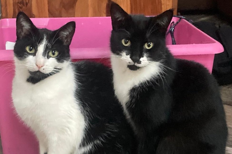 Životinje: Mačor lopov s višegodišnjim iskustvom, dosad ukrao stotine dolara vredne stvari iz komšijskih kuća 1 Harry on the left, Luna on the right