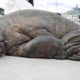 Norveška i životinje: Otkrivena statua Freje, ženki morža koju su uspavali 12