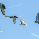 Portugal: Četvoro mrtvih posle svađe zbog trkačkih golubova 4