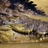 Australija: Telo nestalog pecaroša pronađeno u stomaku krokodila 3
