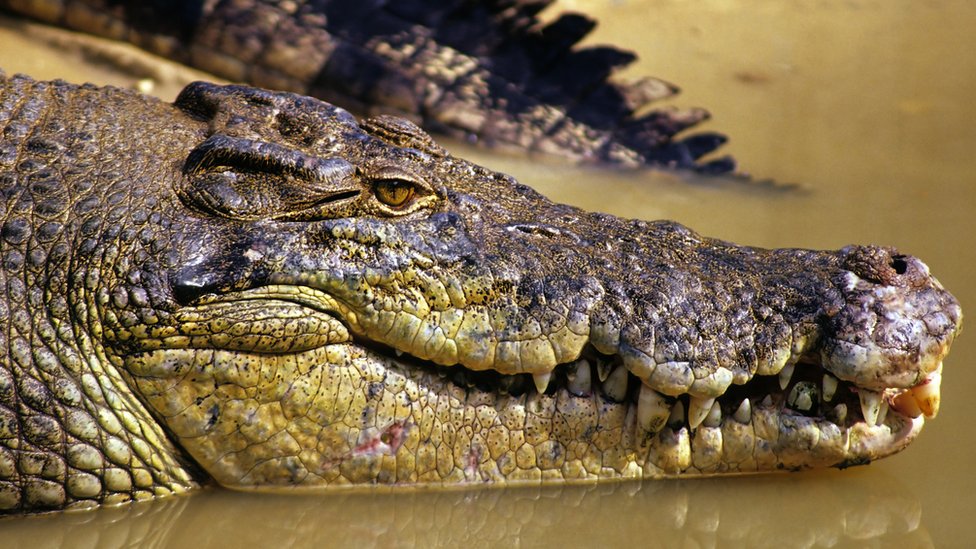 Australija: Telo nestalog pecaroša pronađeno u stomaku krokodila 1 Saltwater crocodile