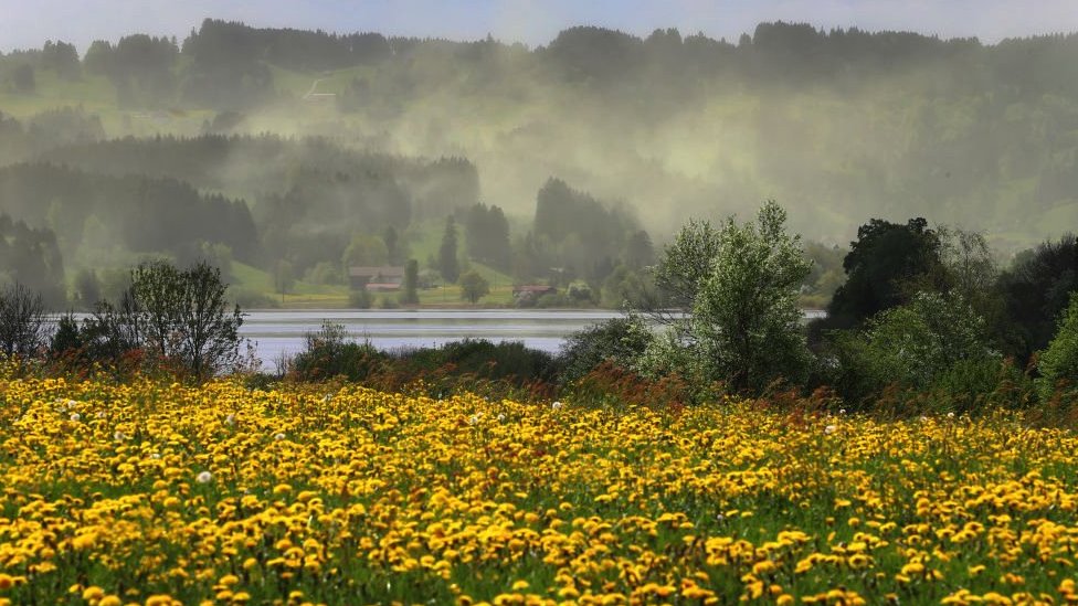 Clouds of pollen swirling in the wind in Germany