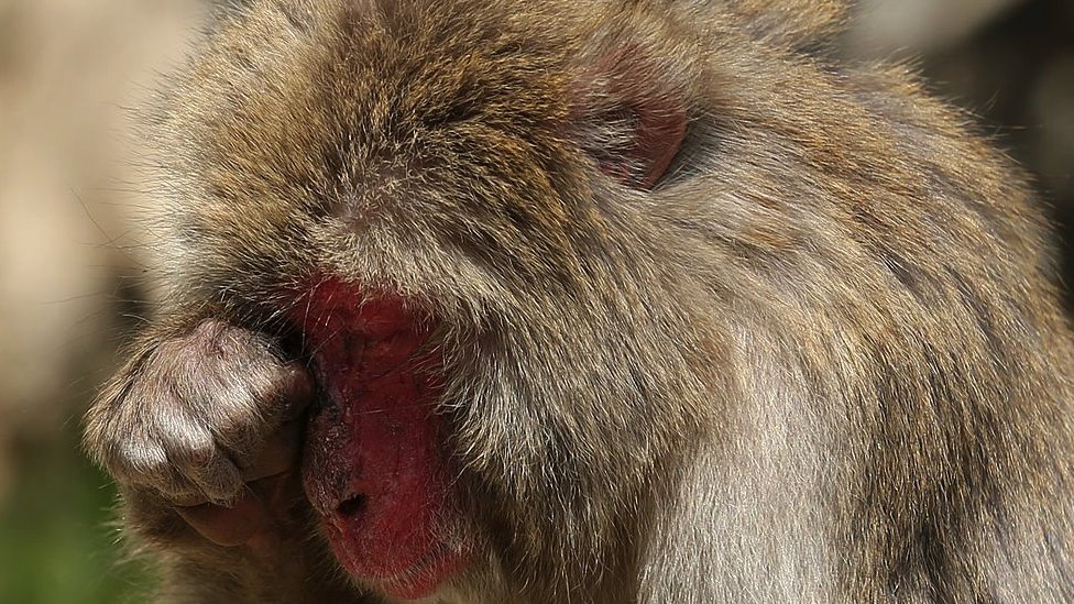 A Japanese macaque monkey struggling with pollen allergy in 2014