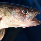 Ribolovci moraju u zatvor zbog varanja na takmičenju 4