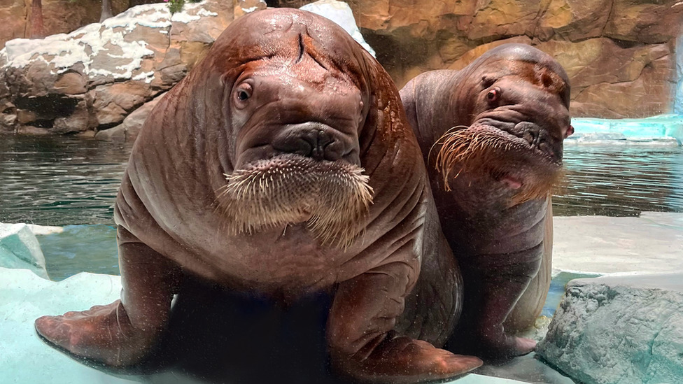 Kako je ženka morža Smuši iz kanadskog zoološkog vrta stigla do Abu Dabija 3 Smooshi and Kayuk