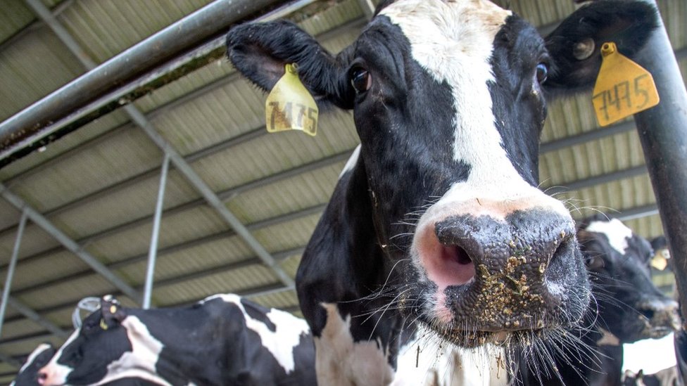 Srbija i protesti: Poljoprivrednici ponovo blokiraju puteve, ko pregovara sa Vučićem i šta je on obećao 17 krava