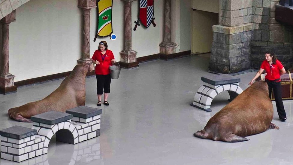 Kako je ženka morža Smuši iz kanadskog zoološkog vrta stigla do Abu Dabija 2 Smooshi (left) performs in Marineland's King Waldorf Stadium with fellow walrus Buttercup on Tuesday 3 July 3 2012 in Niagara Falls, Ontario. (Tara Walton/Toronto Star via Getty Images)