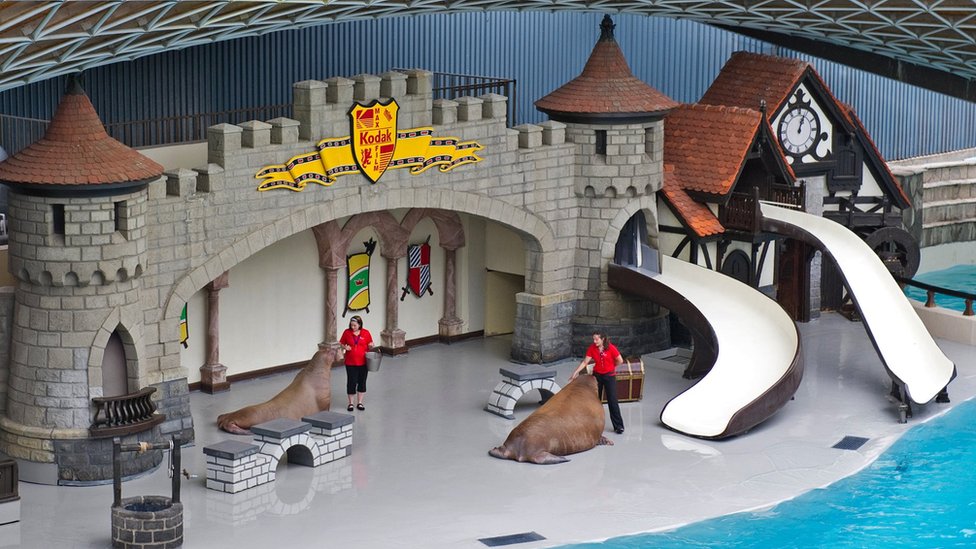 Kako je ženka morža Smuši iz kanadskog zoološkog vrta stigla do Abu Dabija 4 Smooshi (left) performs in Marineland's King Waldorf Stadium with fellow walrus Buttercup on Tuesday 3 July 2012 in Niagara Falls, Ontario