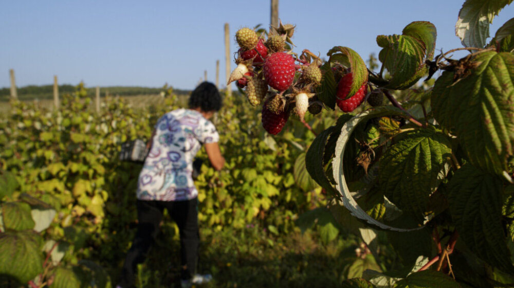 Jakovljević (Dveri): PKS je država u državi, otkazala sastanak sa malinarima dok ne dobije odgovor Ministarstva poljoprivrede 1