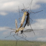 Nastavlja se akcija suzbijanja komaraca u Beogradu: Na ovim lokacijama danas zaprašivanje 12