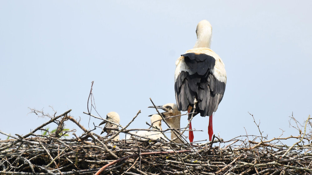 EU mora do 2030. da obnovi bar 20 odsto kopnenih i morskih područja: Šta podrazumeva Zakon o obnovi prirode koji je usvojio EP 1