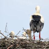 EU mora do 2030. da obnovi bar 20 odsto kopnenih i morskih područja: Šta podrazumeva Zakon o obnovi prirode koji je usvojio EP 2