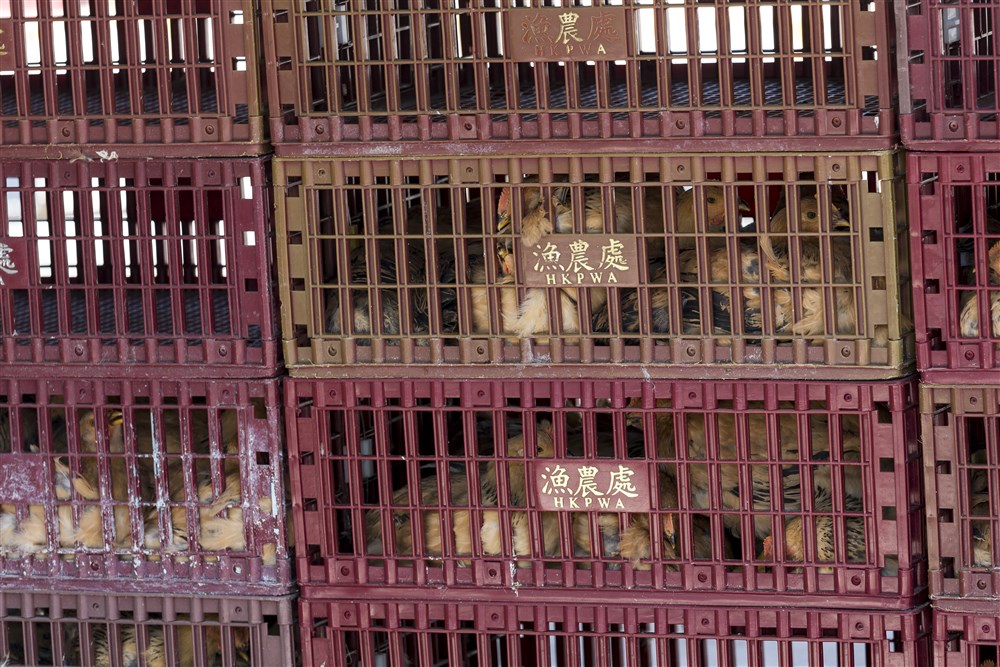 "Nema istinskih niti moralno naprednih nacija": Profesor bioetike na Prinstonu o tome kako tretiramo životinje 3 "Nema istinskih niti moralno naprednih nacija": Profesor bioetike na Prinstonu o tome kako tretiramo životinje 3