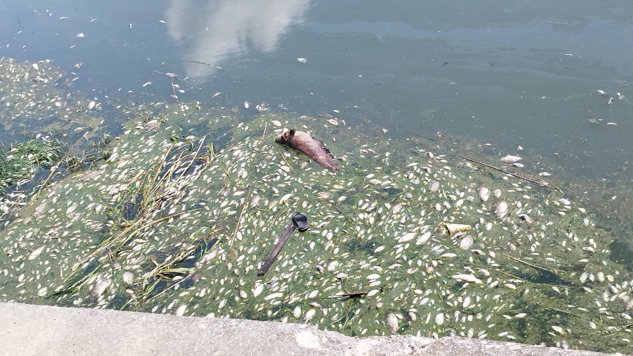 Građani primorani da zatvaraju prozore i borave u zatvorenom: Begejom u centru Zrenjanina i ove godine pluta uginula riba 2 Građani primorani da zatvaraju prozore i borave u zatvorenom: Begejom u centru Zrenjanina i ove godine pluta uginula riba 2