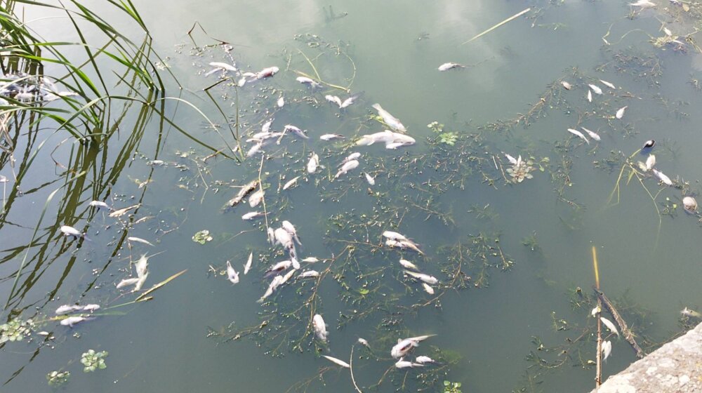 Građani primorani da zatvaraju prozore i borave u zatvorenom: Begejom u centru Zrenjanina i ove godine pluta uginula riba 1