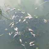 Građani primorani da zatvaraju prozore i borave u zatvorenom: Begejom u centru Zrenjanina i ove godine pluta uginula riba 7