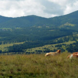 Produžen rok za podnošenje prijava za subvencije u poljoprivredi 5