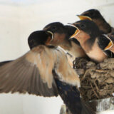 Ko ima više lastavičjih gnezda: Počinje takmičenje domaćinstava u Zrenjaninu 9