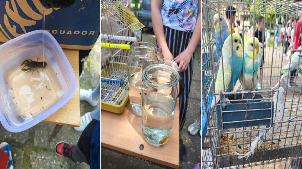 Izložba sitnih životinja obradovala najmlađe Mitrovčane 1