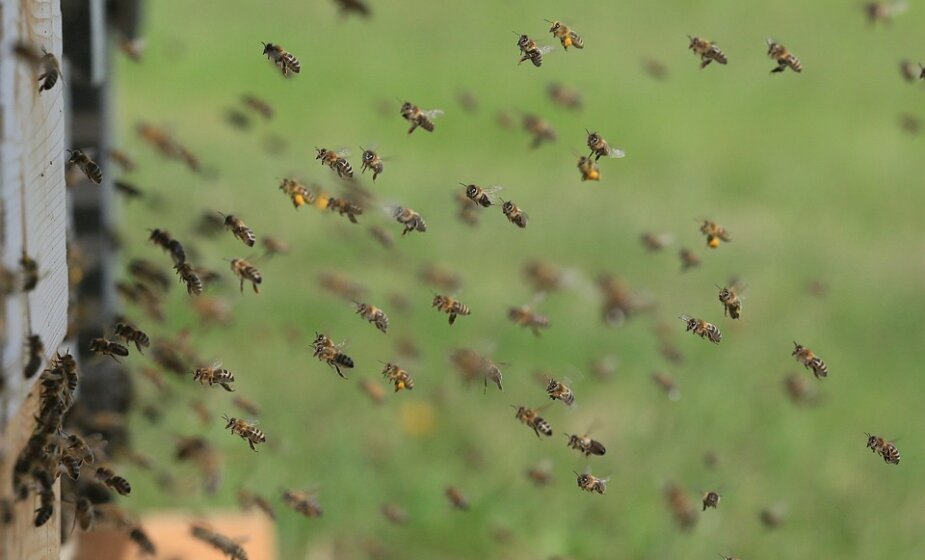Ženu pčele izbole 75 puta: Kako da se ponašamo ako nas napadne roj? 1