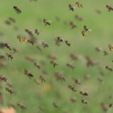 Ženu pčele izbole 75 puta: Kako da se ponašamo ako nas napadne roj? 6