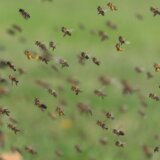 Ženu pčele izbole 75 puta: Kako da se ponašamo ako nas napadne roj? 4