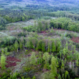 U brazilskom delu Amazonije u aprilu seča šuma opala za 68 odsto 7