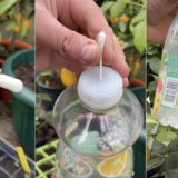 Profesionalni baštovan otkrio trik sa flašom i štapićem za uši koji zaliva vaše biljke i kad niste kod kuće 4