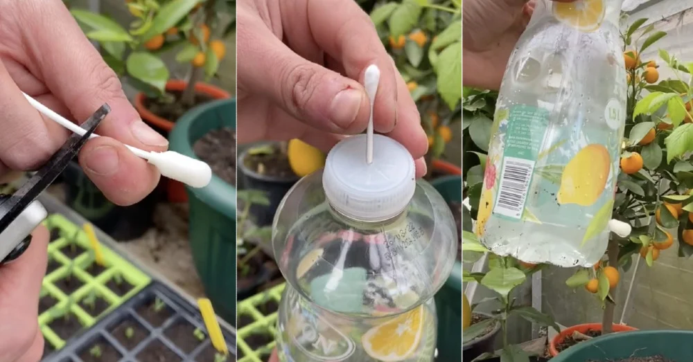 Profesionalni baštovan otkrio trik sa flašom i štapićem za uši koji zaliva vaše biljke i kad niste kod kuće 1