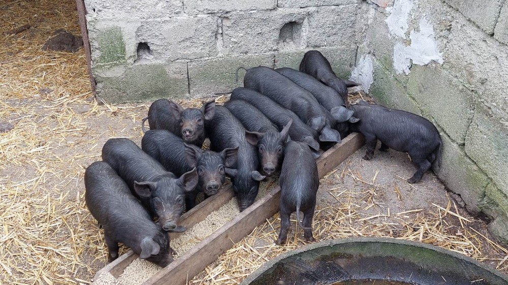 "Znam da svi beže, ali je ovde priroda, ovde je zdrav život": Kako je porodica iz Zaječara grad zamenila selom 9