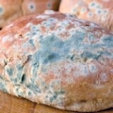 Da li je bezbedno pojesti hranu s koje ste odrezali deo buđi? 1