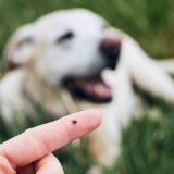 Dva jednostavna koraka za najsigurnije vađenje krpelja iz kože 1