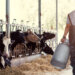 Proizvođači mleka i uzgajivači stoke najavili protest 12. maja u Beogradu, traže razgovor sa Vučićem 21