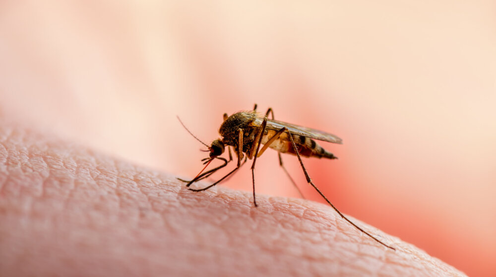 Koja krvna grupa je najčešće na meti komaraca? 1